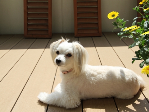 専用庭のデッキで日向ぼっこする子犬